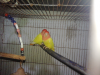 love bird